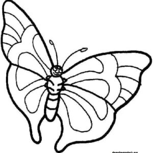Butterfly.6