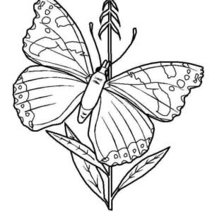 Butterfly.5